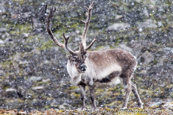 Spitzbergen-Rentier: Bulle mit Bast. Hornsund