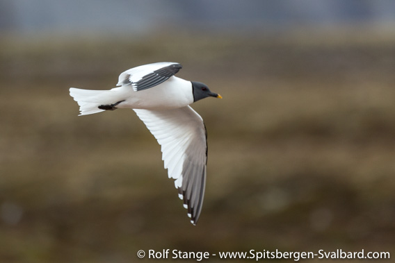 Sabine’s gull