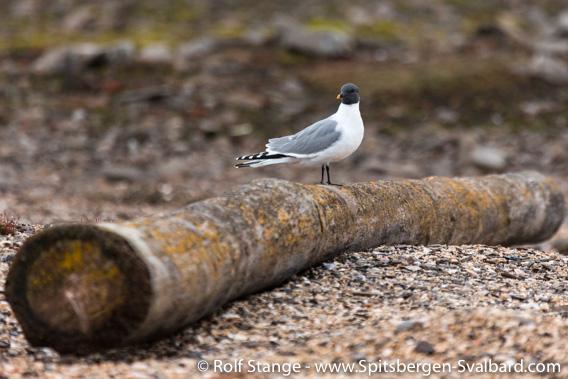 Sabine’s gull