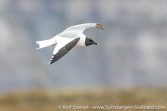 Sabine’s gull