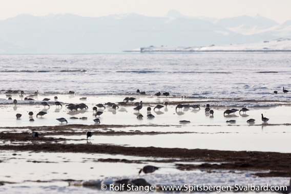 Geese in Adventdalen