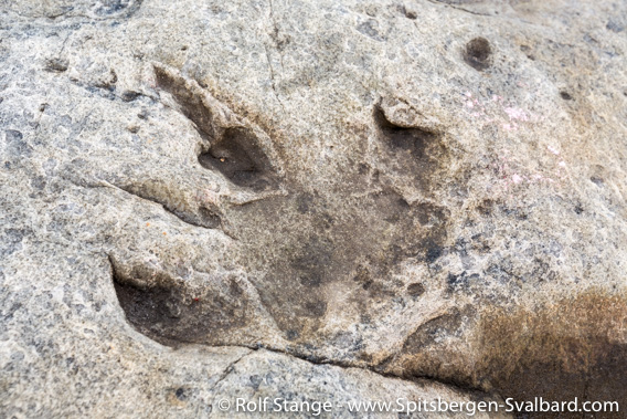 Dinosaur footprints at Boltodden, Kvalvågen.