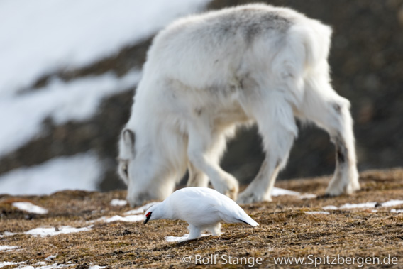 Rentier und Schneehuhn