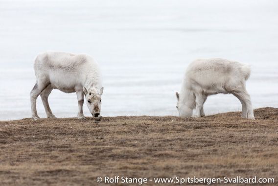 Spitsbergen-reindeer