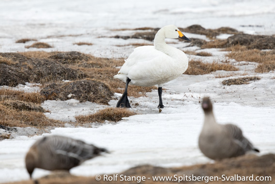 Tundra swan with pink-footed geese