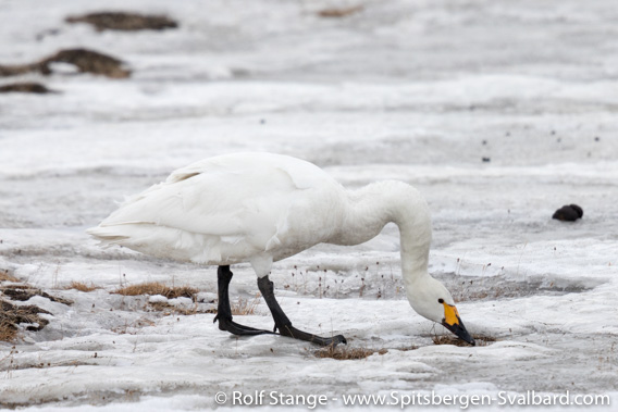 Tundra swan in Adventdalen