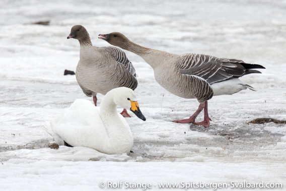 Tundra swan with pink-footed geese