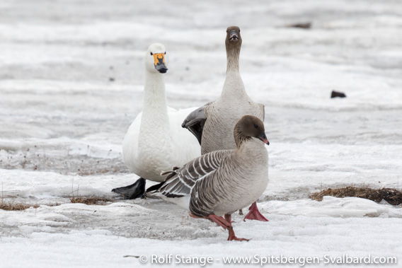 Tundra swan with pink-footed geese