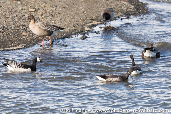 Pink footed goose, Barnacle goose and Brent goose, Adventfjord