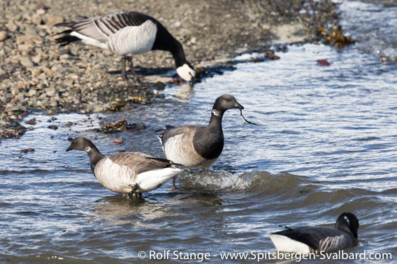 Brent geese, Adventfjord