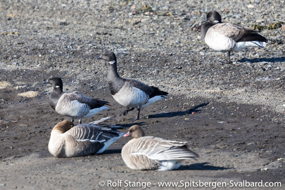 Brent geese