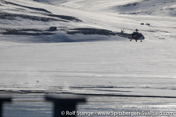 Sysselmannen's helicopter and the polar bear