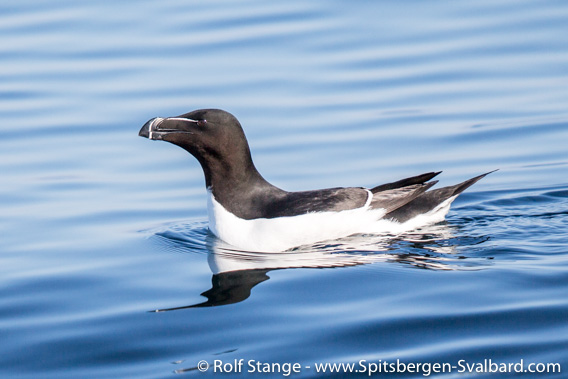 Razorbill