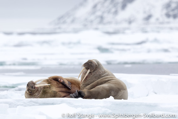 Arctic under sail 2019 - photos and triplogs