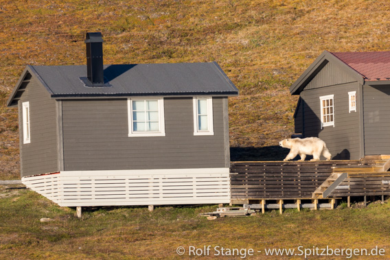 Eisbär Hiorthhamn ved Longyearbyen