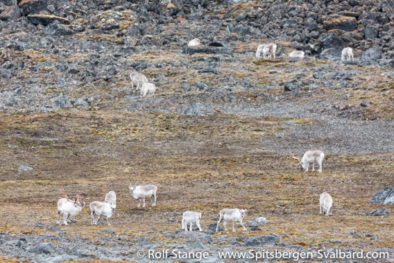 Spitsbergen-reindeer, Krossfjord