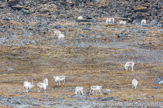 Spitzbergen-Rentiere, Krossfjord