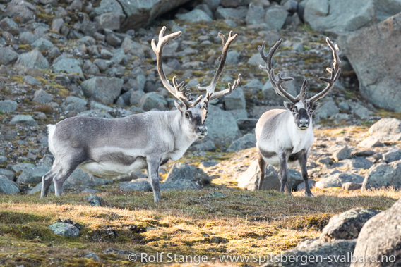 Svalbardrein: bukker, Straumsland