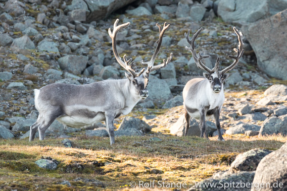 Spitzbergen-Rentier: Böcke, Straumsland