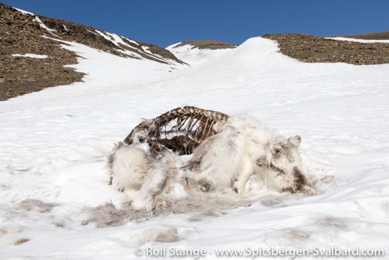 dead Spitsbergen-rindeer