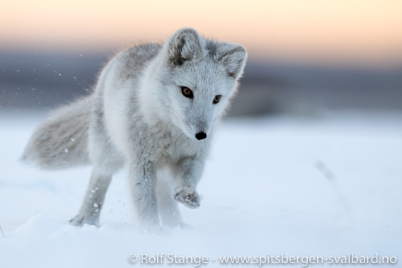 Fjellrev, Barentsburg
