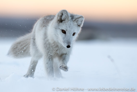 Arctic fox, Barentsburg