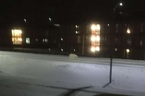 Polar bear, central Longyearbyen