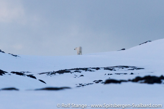 Polar bear, Diabasodden