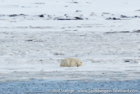 Polar bear, Adventdalen