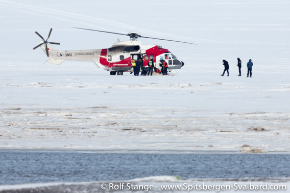 Polar bear, Adventdalen