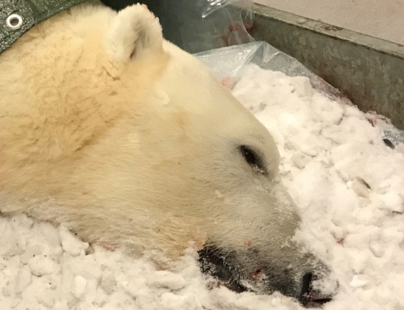 Dead polar bear, New Year's Day 2020