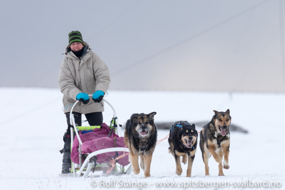 Polarhunder, Longyearbyen