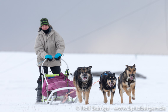 Mit Schlittenhunden auf Tour bei Longyearbyen