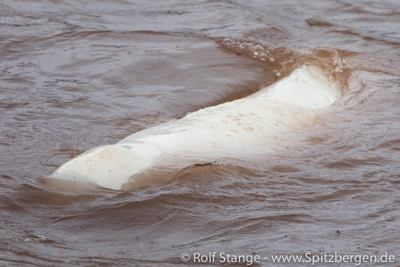 Weißwal (Beluga), Spitzbergen