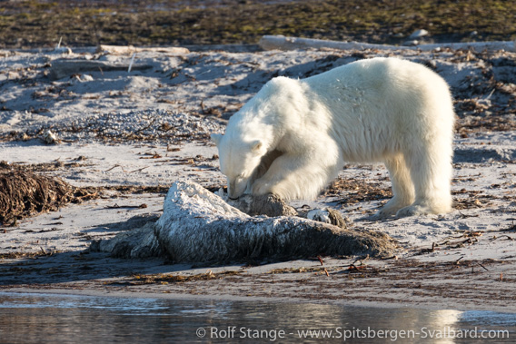 Polar bear shot on Phippsøya, Spitsbergen