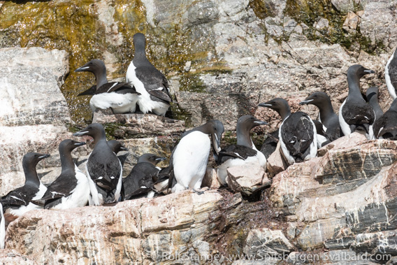 Brünich's guillemots, Fjortende Julibukta