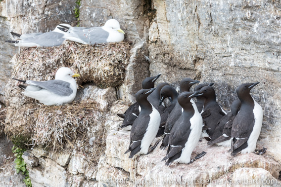 Seabird colony at Ossian Sarsfjellet