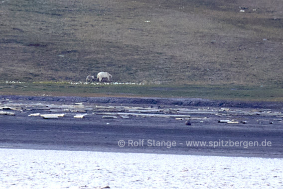 Eisbären bei Longyearbyen