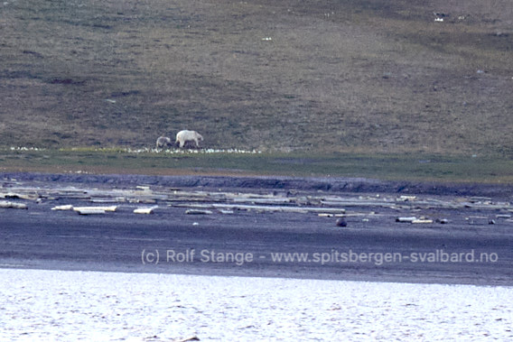 Isbjørner ved Longyearbyen