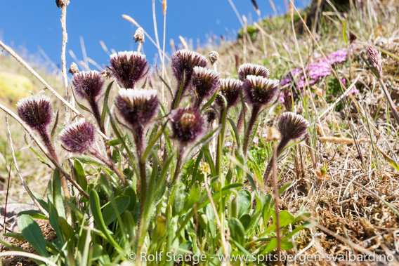 Blomster, Fjortende Julibukta