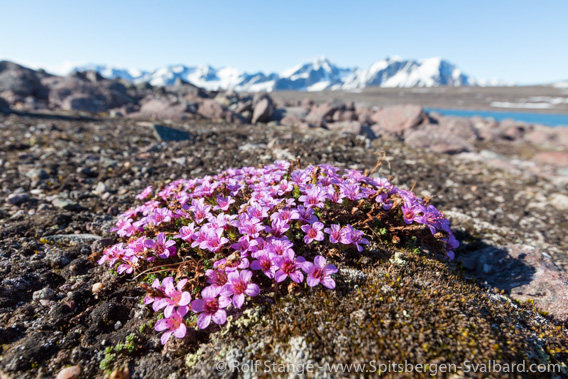 Purple saxifrage