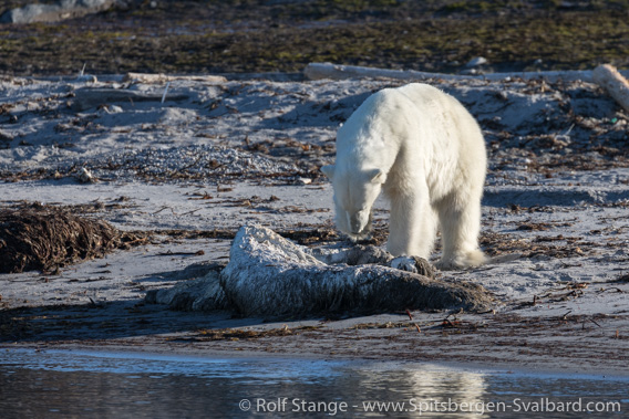 Polar bear, Phippsøya