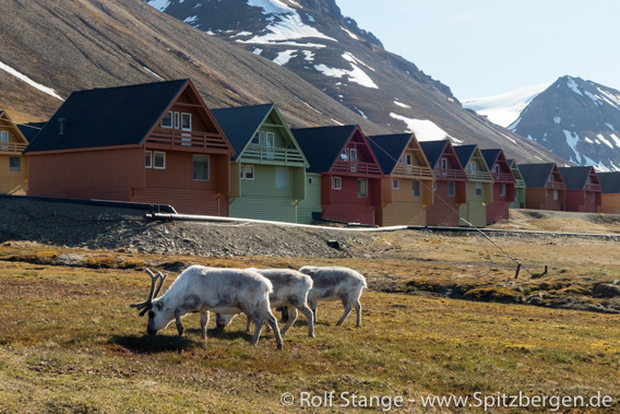 Rentiere, Longyearbyen