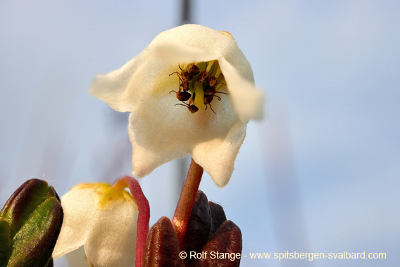 Arctic bell-heather, Svenskehuset