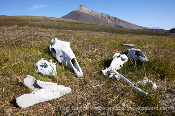 Pyramiden: Mimerdalen, horses