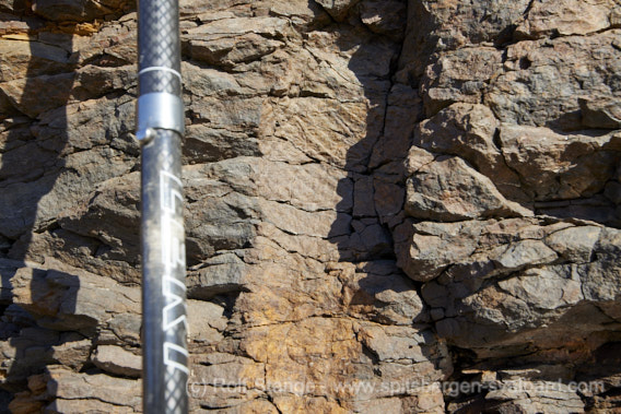 Tree fossil, Devonian, Munindalen