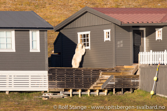 Isbjørn, Adventfjorden