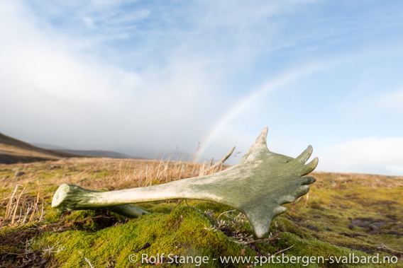 Reinsdyrgevir, tundra