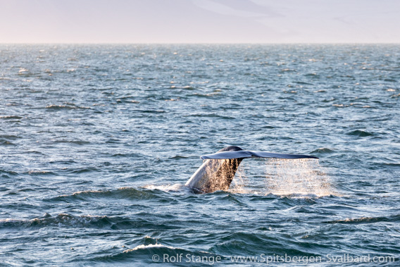 Bluewhale, Isfjord