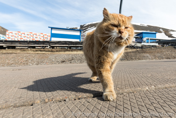 Cat, Barentsburg